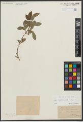 Foto von Salix appendiculata Vill. x Salix purpurea L.